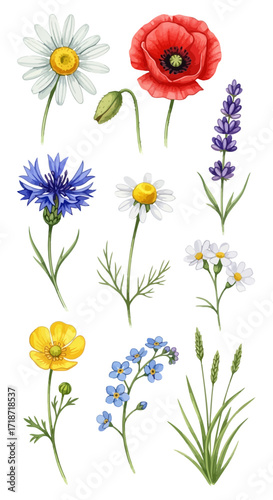 Vibrant Watercolor Floral Collection Delicate Daisy, Poppy, Lavender, and Wildflower Illustrations