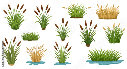 Illustration of various cattail plants and grass clumps, some with water reflections, against a white background.