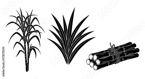 Black and white illustration of sugarcane plants, grass, and a bundle of sugarcane stalks tied together.