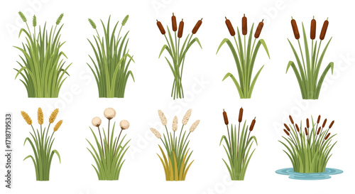 Illustration of ten different cattail plant clusters, showcasing various shapes, colors, and arrangements, some with water.