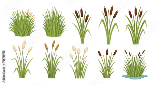 Illustration depicting ten different arrangements of cattails, showcasing variations in color, density, and presence of water.
