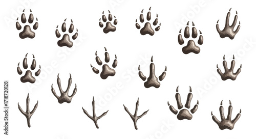 Collection of realistic wildlife animal paw prints and bird tracks in natural brown tones