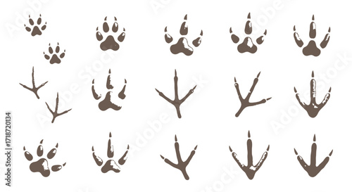 Wild Animal Footprints Diverse Tracks and Trails Illustration Set for Nature Enthusiasts