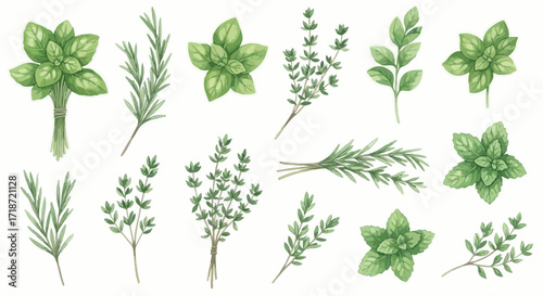 Watercolor herb illustration set with various leaves, perfect for culinary, botanical, and natural design