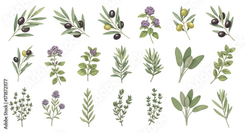 Vibrant Watercolor Set of Mediterranean Herbs Olive Branches, Oregano, Rosemary, Sage, and Thyme