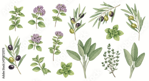 Watercolor Herb Collection Hand-Painted Clip Art Set Featuring Oregano, Sage, Thyme & Olives