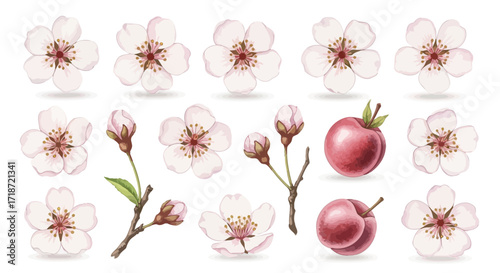 Watercolor Floral Collection Delicate Blooms, Budding Branches, and Juicy Plums in Artistic Style