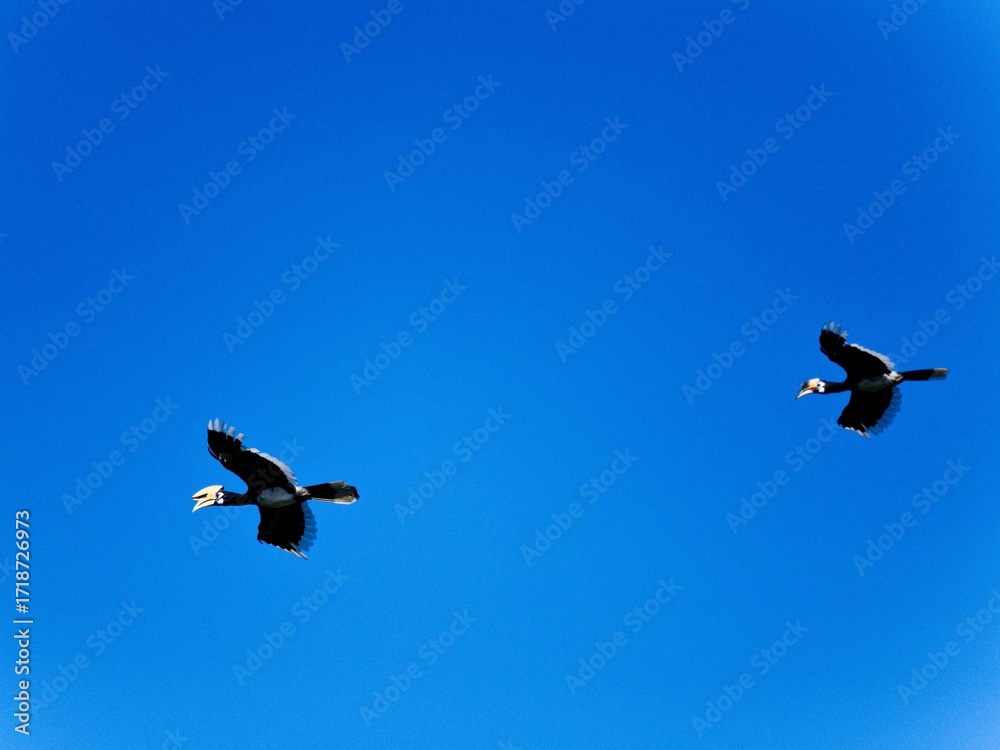 Obraz premium A pair of Oriental Pied Hornbills soaring across Kaeng Krachan blue sky in Thailand