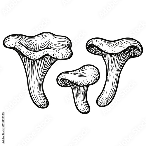 Chanterelle Mushrooms