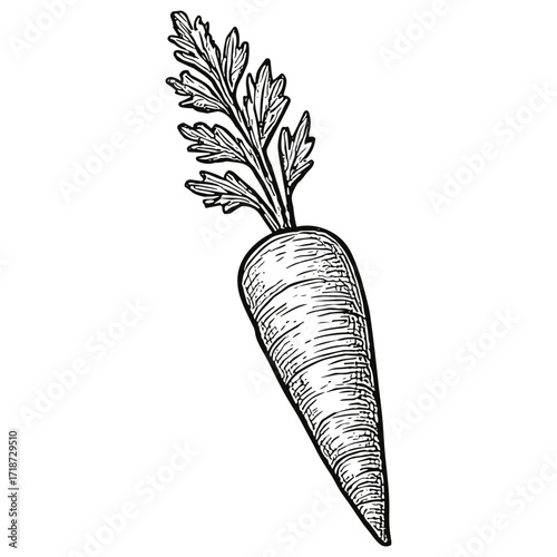 Carrot