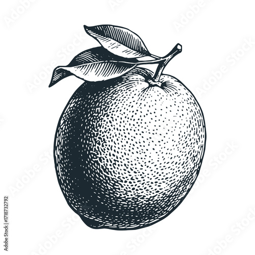 Jaffa oranges – Black and White Icon Vector and Illustration	