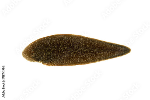 シタビラメ　クロウシノシタ　白バック