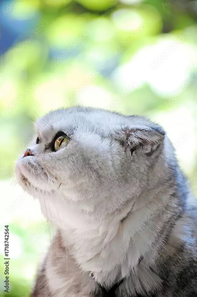 Obraz premium Close up portrait of a cute fluffy cat with green eyes