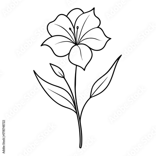 oenothera berlandier line art on white