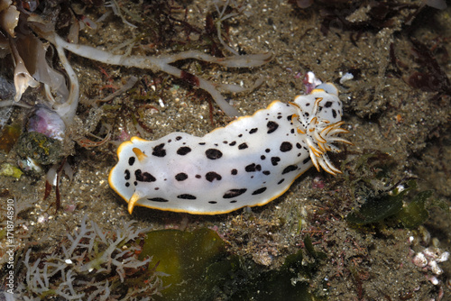シロウミウシ　タイドプール  干潮時