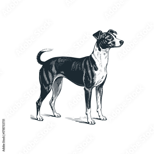 Basenji dog. Black white hand drawn vector illustration.