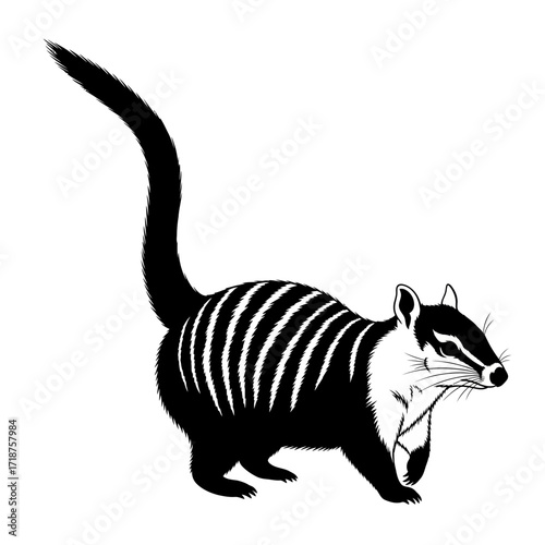 Numbat animal silhouette walking isolated on white background