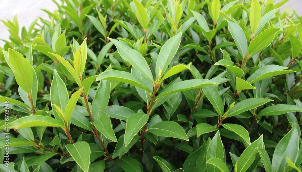 Fototapeta premium Lush green foliage, vibrant leaves densely packed