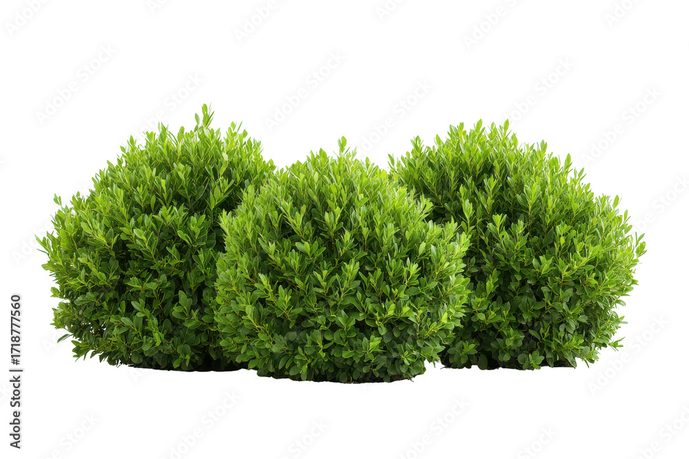 Fototapeta premium Perfectly round green bushes isolated on transparent background. Green garden bushes isolated on white background.