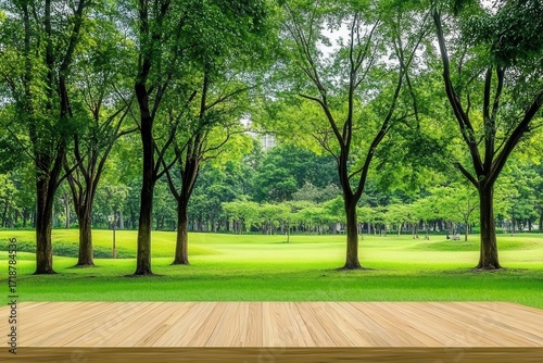 Trees Frame Green Park With wooden floor and fresh air nature vibes