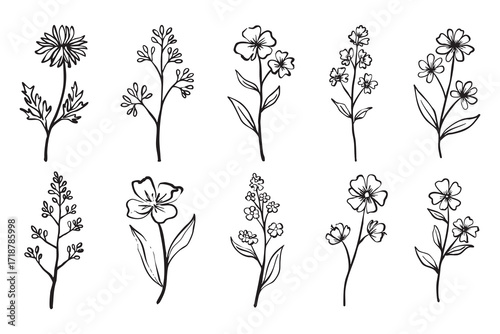 Plant hand drawn vector, set of flower branch and leaves illustration
