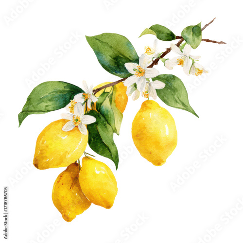 Lemon Branch with Leaves and Flowers Botanical Illustration