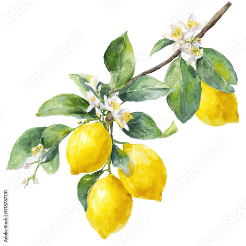 Lemon Branch with Leaves and Flowers Botanical Illustration
