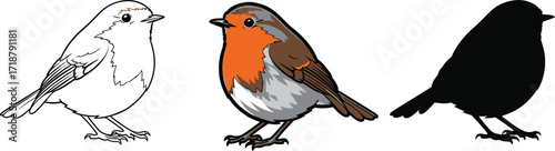 European robin in line art, color, and silhouette illustration