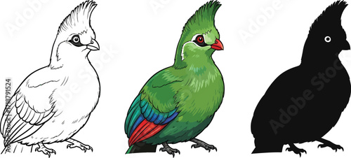Guinea turaco in line art, color, and silhouette illustration