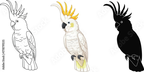 Sulphur-crested cockatoo in line art, color, and silhouette illustration