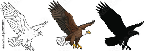 Bald eagle in sketch, color, and silhouette stages