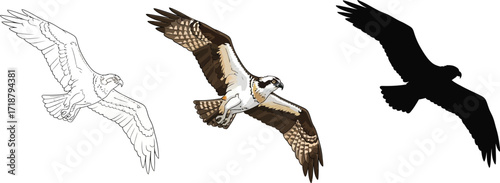 Osprey in sketch, color, and silhouette bird illustration