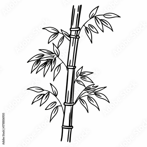 Elegant black and white line art illustration of a bamboo stalk with delicate leaves and segmented nodes on a clean white background