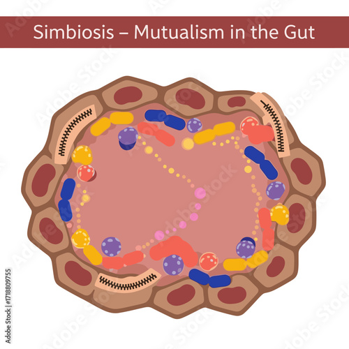 Explore the gut microbiome and mutualism in a colorful diagram showcasing the complex ecosystem for educational materials and health awareness campaigns