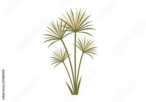 Papyrus plant illustration with green stems and light brown palmlike tops