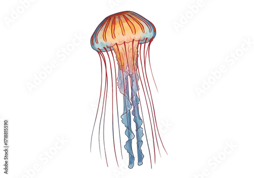 Elegant Jellyfish Illustration with Flowing Tentacles and Vibrant Colors.
