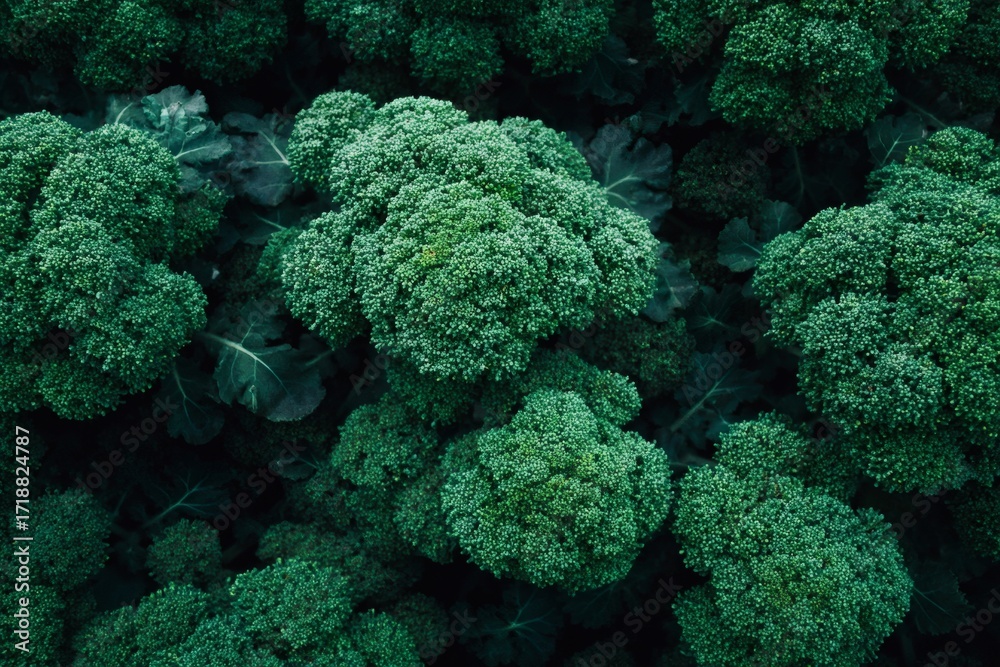 Obraz premium Premium close-up photo of fresh broccoli