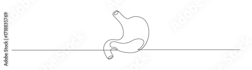 Human Stomach One Line Drawing Illustration
