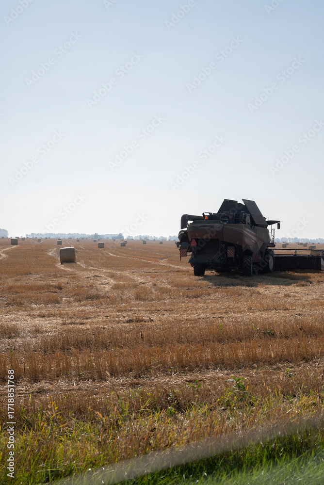 Fototapeta premium harvesting wheat fields in haystacks