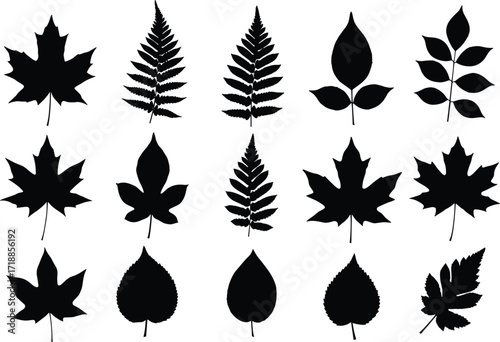 Silhouette collection of twelve different leaves and ferns, botanical foliage vector set, black and white nature graphic illustration, isolated decorative elements