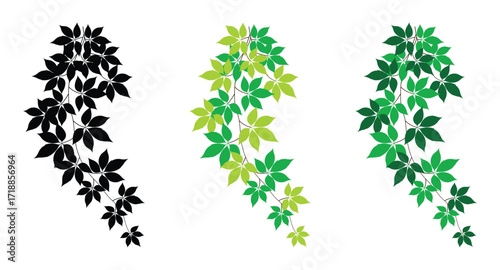 Green Ivy Vine Branches Silhouette and Color Vector Design