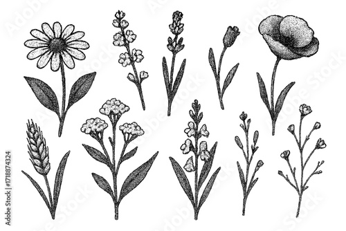 Trendy halftone collage of vintage field flowers and wild plants in retro stippling dotwork style, decorative pop art vector illustration, botanical nature elements