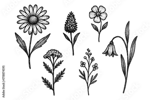Vintage stippling dotwork field flowers collage, retro wild plants halftone pattern, detailed botanical vector illustration, decorative pop art floral elements, natural garden flora