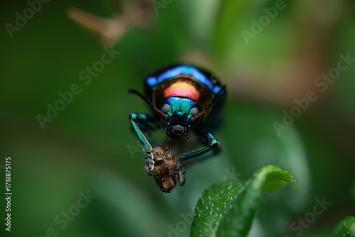Blue Milkweed Beetle (Chrysochus pulcher), belonging to the family Chrysomelidae. It has a metallic dark-blue body with iridescent violet or green reflections. With its chewing mouthparts,