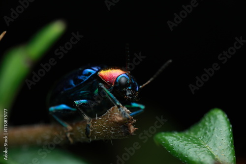 Blue Milkweed Beetle (Chrysochus pulcher), a leaf beetle from the family Chrysomelidae. With its metallic blue-green body and bright reddish pronotum, the beetle is shown resting on a branch,
