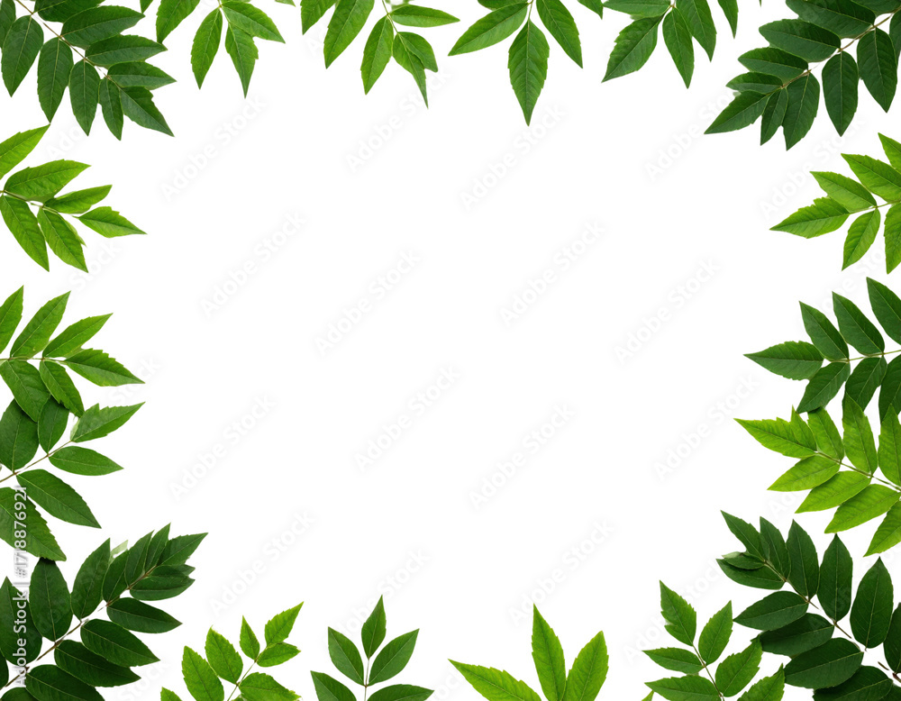 Naklejka premium Green Leaves Frame on White Background Natural Border Fresh Foliage.