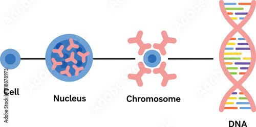 Cell nucleus chromosome dna structure diagram illustration editable vector