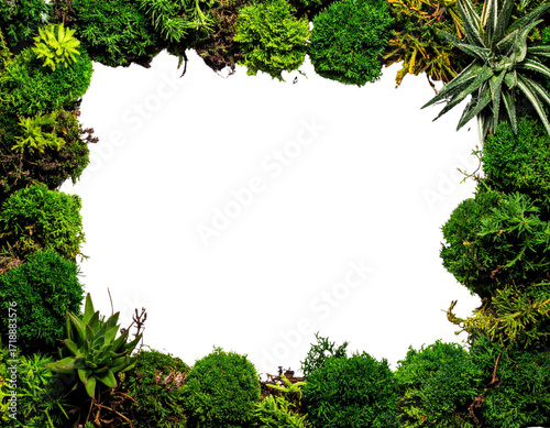 Lush Green Moss Frame with White Space for Text or Image.
