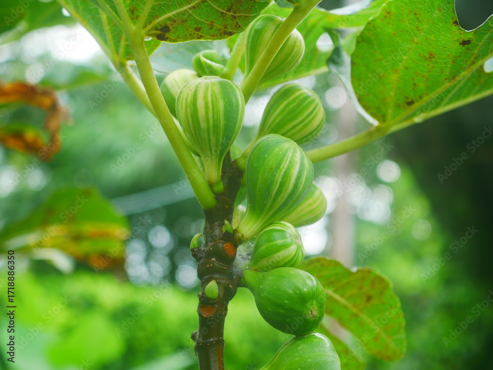 Fototapeta premium Close-Up of Fresh Green With Yellow Striped Fig Fruits, Variegated Fruits(Bordissot Negra Rimada Fig)on a Tree Branch Outdoors