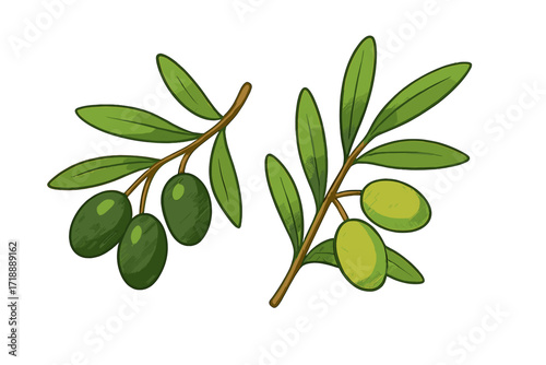 Set of two green olive branches with leaves. Greek olive tree twigs for food and extra virgin oil. Fresh summer harvest. Cartoon vector illustration isolated on white.
